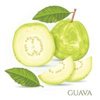 La guayaba es una fruta verde con un sabor dulce y crujiente. vector