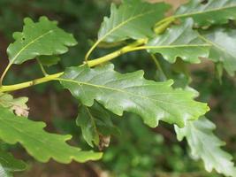 Oak tree leaf photo