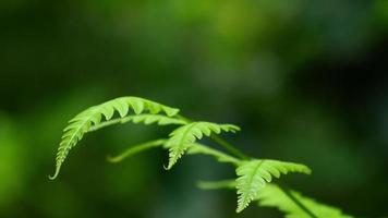 close up of fresh green fern leaves moving in the wind video