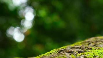 närbild stubbe täckt med grön mossa skog bokeh video