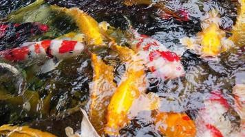 Un grupo de coloridas carpas de fantasía nadando en el estanque. video