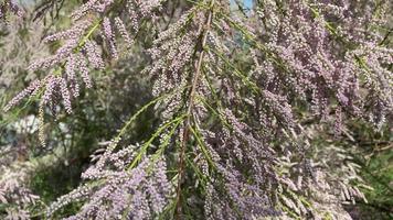 blommande grenar av lila tamarisk mot den blå himlen video