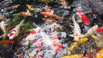 A group of colorful fancy carp swimming in the pond video