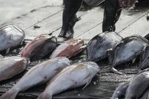 la variedad de mariscos que se venden en el mercado de pescado foto