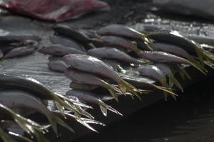 los mariscos crudos variados foto