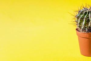 Part of a cactus plant in a flower pot on a yellow background photo