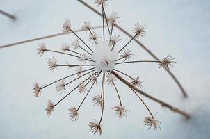 Wild dry grass against the snow photo