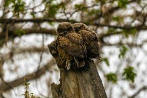 Three Owlets in a Tree photo