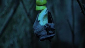 chauves-souris mangeant des fruits la nuit video