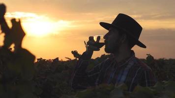un joven agricultor barbudo que trabaja en el viñedo de verano