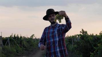 Joven agricultor barbudo trabajando en el viñedo de verano video