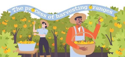 Harvesting Of Oranges Flat Background vector