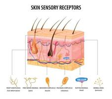 concepto de receptores sensoriales vector
