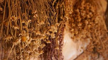 Hanging bunches of medicinal herbs and flowers photo