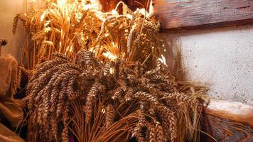 Golden ears of wheat on a wooden background. Ears for making flour photo