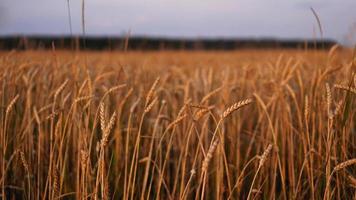 Field of oats in front of a blue sky. Harvest season photo