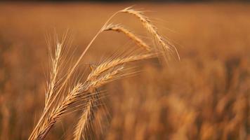 Wheat field. Ears of golden wheat close up photo