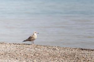 Seagull walking at the shoreline photo