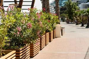 Beautiful city background with flower beds in the background photo