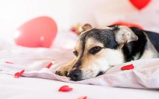 Puppy on decorated for valentines day bed with red baloons photo