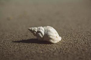 Sea shell on sandy beach photo
