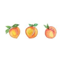 Three shapes of Peach vector