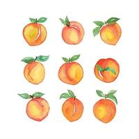 Different shapes of Peach vector