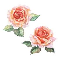 Orange Rose watercolor vector