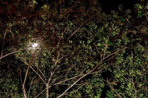 The moonlight above the tree and the light shining from under the tree photo