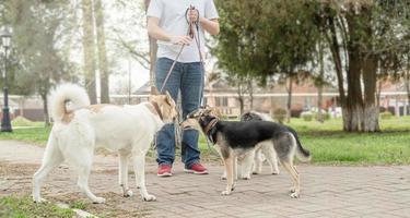 Paseador de perros macho profesional paseando una jauría de perros en el sendero del parque foto