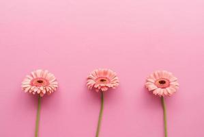 Tres margaritas gerbera en crudo sobre un fondo rosa foto