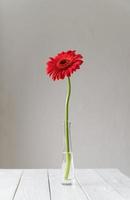 Bright gerbera daisy in vase on table photo