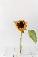 Single dry withered sunflower in a vase on white photo