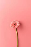 Única flor de la margarita del gerbera sobre un fondo de color rosa foto