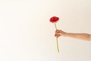 Mano de mujer sosteniendo una sola flor de gerbera sobre fondo de pared blanca foto