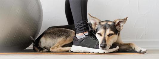 Cute mixed breed dog lying on the feet of the woman photo