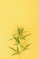 planta de cannabis sobre un fondo amarillo foto