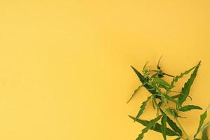 planta de cannabis sobre un fondo amarillo foto