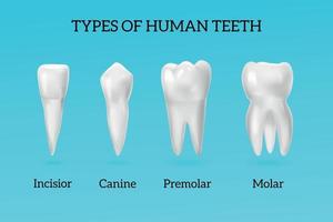 conjunto de tipos de dientes realistas vector