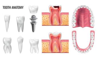 Tooth Anatomy Set vector