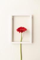 flor de gerbera roja en un marco blanco foto