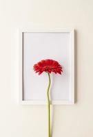 Red gerbera flower in a white frame photo