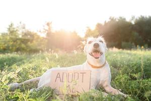 Cute mixed breed dog with the sign Adopt Me photo