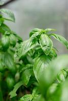 Fresh basil in the garden or greenhouse photo
