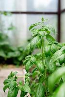 Fresh basil in the garden or greenhouse photo