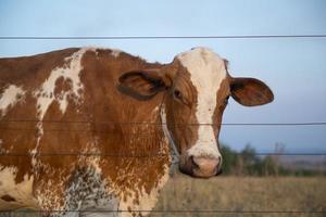 brown and white spotted Dutch cow grazing in meadow photo