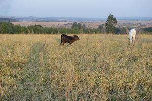 Beef cattle grazing on dry grass during the Brazilian autumn. photo