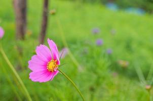 Cosmos flowers, pink petals, yellow pollen on a green background photo