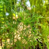 Lush green vegetation photo