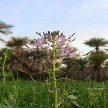 Vegetation in a field photo